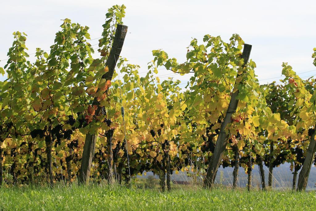 Landgasthof Sonne Bötzingen エクステリア 写真
